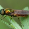 Plokščiamusė - Chloromyia formosa ♂ | Fotografijos autorius : Žilvinas Pūtys | © Macrogamta.lt | Šis tinklapis priklauso bendruomenei kuri domisi makro fotografija ir fotografuoja gyvąjį makro pasaulį.