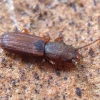 Plokščiavabalis - Cryptolestes corticinus | Fotografijos autorius : Romas Ferenca | © Macrogamta.lt | Šis tinklapis priklauso bendruomenei kuri domisi makro fotografija ir fotografuoja gyvąjį makro pasaulį.