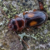Plokščiavabalis - Laemophloeus monilis | Fotografijos autorius : Žilvinas Pūtys | © Macrogamta.lt | Šis tinklapis priklauso bendruomenei kuri domisi makro fotografija ir fotografuoja gyvąjį makro pasaulį.
