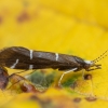 Plonaūsė apsiuva - Athripsodes albifrons ♀ | Fotografijos autorius : Žilvinas Pūtys | © Macrogamta.lt | Šis tinklapis priklauso bendruomenei kuri domisi makro fotografija ir fotografuoja gyvąjį makro pasaulį.