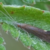 Plonaūsė apsiuva - Ceraclea dissimilis ♀ | Fotografijos autorius : Gintautas Steiblys | © Macrogamta.lt | Šis tinklapis priklauso bendruomenei kuri domisi makro fotografija ir fotografuoja gyvąjį makro pasaulį.
