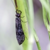 Plonaūsė apsiuva - Mystacides sp. | Fotografijos autorius : Kazimieras Martinaitis | © Macrogamta.lt | Šis tinklapis priklauso bendruomenei kuri domisi makro fotografija ir fotografuoja gyvąjį makro pasaulį.