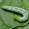 Plumed prominent - Ptilophora plumigera, caterpillar | Fotografijos autorius : Romas Ferenca | © Macronature.eu | Macro photography web site