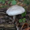Baltoji skydabudė - Pluteus pellitus | Fotografijos autorius : Vytautas Gluoksnis | © Macrogamta.lt | Šis tinklapis priklauso bendruomenei kuri domisi makro fotografija ir fotografuoja gyvąjį makro pasaulį.