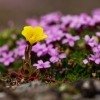 Uolaskėlė - Saxifraga platysepala | Fotografijos autorius : Zita Gasiūnaitė | © Macronature.eu | Macro photography web site