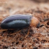 Polypore fungus beetle - Tetratoma fungorum  | Fotografijos autorius : Gintautas Steiblys | © Macronature.eu | Macro photography web site