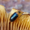 Polypore fungus beetle - Tetratoma fungorum | Fotografijos autorius : Romas Ferenca | © Macronature.eu | Macro photography web site