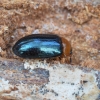 Polypore fungus beetle - Tetratoma fungorum | Fotografijos autorius : Kazimieras Martinaitis | © Macronature.eu | Macro photography web site