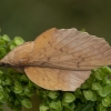 Poplar Lappet - Gastropacha populifolia | Fotografijos autorius : Žilvinas Pūtys | © Macronature.eu | Macro photography web site
