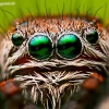 Portrait of  Bowed Jumper male | Fotografijos autorius : Lukas Jonaitis | © Macronature.eu | Macro photography web site