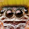 Portrait of Bowed Jumper | Fotografijos autorius : Lukas Jonaitis | © Macronature.eu | Macro photography web site