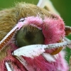 Portret of Elephant Hawk-moth - Deilephila elpenor | Fotografijos autorius : Gintautas Steiblys | © Macronature.eu | Macro photography web site