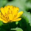 Pot Marigold | Calendula officinalis | Fotografijos autorius : Darius Baužys | © Macronature.eu | Macro photography web site