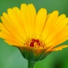 Pot marigold | Calendula officinalis | Fotografijos autorius : Darius Baužys | © Macronature.eu | Macro photography web site