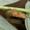 Privet Leafhopper - Fiberiella florii | Fotografijos autorius : Romas Ferenca | © Macronature.eu | Macro photography web site