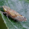 Privet leafhopper - Fieberiella florii | Fotografijos autorius : Romas Ferenca | © Macronature.eu | Macro photography web site