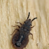 Pušinė žieviablakė - Aradus cinnamomeus ? | Fotografijos autorius : Vidas Brazauskas | © Macrogamta.lt | Šis tinklapis priklauso bendruomenei kuri domisi makro fotografija ir fotografuoja gyvąjį makro pasaulį.