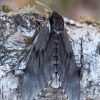 Pušinis sfinksas - Sphinx (=Hyloicus) pinastri | Fotografijos autorius : Zita Gasiūnaitė | © Macrogamta.lt | Šis tinklapis priklauso bendruomenei kuri domisi makro fotografija ir fotografuoja gyvąjį makro pasaulį.