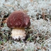 Pušyninis baravykas | Boletus pinophilus | Fotografijos autorius : Darius Baužys | © Macrogamta.lt | Šis tinklapis priklauso bendruomenei kuri domisi makro fotografija ir fotografuoja gyvąjį makro pasaulį.