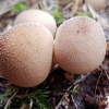 Pi̇evinis pumpotaukšlis - Lycoperdon pratense | Fotografijos autorius : Gintautas Steiblys | © Macrogamta.lt | Šis tinklapis priklauso bendruomenei kuri domisi makro fotografija ir fotografuoja gyvąjį makro pasaulį.