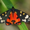 Puošnioji meškutė - Callimorpha dominula | Fotografijos autorius : Nomeda Vėlavičienė | © Macrogamta.lt | Šis tinklapis priklauso bendruomenei kuri domisi makro fotografija ir fotografuoja gyvąjį makro pasaulį.