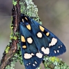 Puošnioji meškutė - Callimorpha dominula | Fotografijos autorius : Kazimieras Martinaitis | © Macrogamta.lt | Šis tinklapis priklauso bendruomenei kuri domisi makro fotografija ir fotografuoja gyvąjį makro pasaulį.