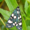 Puošnioji meškutė - Callimorpha dominula | Fotografijos autorius : Romas Ferenca | © Macrogamta.lt | Šis tinklapis priklauso bendruomenei kuri domisi makro fotografija ir fotografuoja gyvąjį makro pasaulį.