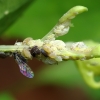 Pupinis amaras - Aphis fabae | Fotografijos autorius : Romas Ferenca | © Macrogamta.lt | Šis tinklapis priklauso bendruomenei kuri domisi makro fotografija ir fotografuoja gyvąjį makro pasaulį.