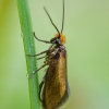 Purieninė kandis - Micropterix calthella | Fotografijos autorius : Žilvinas Pūtys | © Macrogamta.lt | Šis tinklapis priklauso bendruomenei kuri domisi makro fotografija ir fotografuoja gyvąjį makro pasaulį.