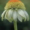 Rausvažiedė ežiuolė - Echinacea purpurea "Milkshake" | Fotografijos autorius : Gintautas Steiblys | © Macronature.eu | Macro photography web site