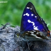 Purple Emperor - Apatura iris  | Fotografijos autorius : Gintautas Steiblys | © Macronature.eu | Macro photography web site