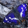 Purple Emperor - Apatura iris | Fotografijos autorius : Gintautas Steiblys | © Macronature.eu | Macro photography web site