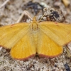 Šviesusis raudonsprindis - Lythria cruentaria | Fotografijos autorius : Deividas Makavičius | © Macronature.eu | Macro photography web site