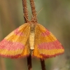 Šviesusis raudonsprindis - Lythria cruentaria | Fotografijos autorius : Ramunė Vakarė | © Macronature.eu | Macro photography web site