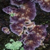 Purpurinis plutainis - Chondrostereum purpureum  | Fotografijos autorius : Romas Ferenca | © Macrogamta.lt | Šis tinklapis priklauso bendruomenei kuri domisi makro fotografija ir fotografuoja gyvąjį makro pasaulį.