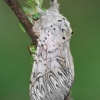 Puss Moth - Cerura vinula  | Fotografijos autorius : Gintautas Steiblys | © Macronature.eu | Macro photography web site