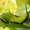 Puss Moth - Cerura vinula, caterpillar | Fotografijos autorius : Ramunė Vakarė | © Macronature.eu | Macro photography web site