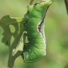 Didysis dviuodegis - Cerura vinula, vikšras | Fotografijos autorius : Gintautas Steiblys | © Macrogamta.lt | Šis tinklapis priklauso bendruomenei kuri domisi makro fotografija ir fotografuoja gyvąjį makro pasaulį.