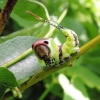 Puss Moth - Cerura vinula, caterpillar | Fotografijos autorius : Agnė Kulpytė | © Macronature.eu | Macro photography web site