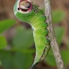 Puss Moth - Cerura vinula, caterpillar | Fotografijos autorius : Romas Ferenca | © Macronature.eu | Macro photography web site