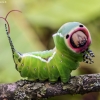 Puss Moth - Cerura vinula, caterpillar | Fotografijos autorius : Kazimieras Martinaitis | © Macronature.eu | Macro photography web site