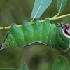 Puss Moth - Cerura vinula, caterpillar | Fotografijos autorius : Gintautas Steiblys | © Macronature.eu | Macro photography web site