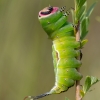 Puss Moth - Cerura vinula, caterpillar | Fotografijos autorius : Zita Gasiūnaitė | © Macronature.eu | Macro photography web site