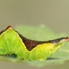 Puss Moth - Cerura vinula, caterpillar | Fotografijos autorius : Gediminas Gražulevičius | © Macronature.eu | Macro photography web site