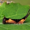 Puss Moth - Cerura vinula, caterpillar | Fotografijos autorius : Ramunė Vakarė | © Macronature.eu | Macro photography web site