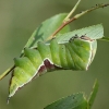 Puss Moth - Cerura vinula, caterpillar | Fotografijos autorius : Vidas Brazauskas | © Macronature.eu | Macro photography web site