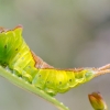 Puss Moth - Cerura vinula, caterpillar | Fotografijos autorius : Oskaras Venckus | © Macronature.eu | Macro photography web site