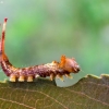 Puss Moth - Cerura vinula, caterpillar | Fotografijos autorius : Oskaras Venckus | © Macronature.eu | Macro photography web site