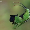 Puss Moth - Cerura vinula, caterpillar | Fotografijos autorius : Gintautas Steiblys | © Macronature.eu | Macro photography web site