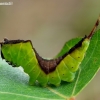 Puss Moth - Cerura vinula, caterpillar | Fotografijos autorius : Romas Ferenca | © Macronature.eu | Macro photography web site